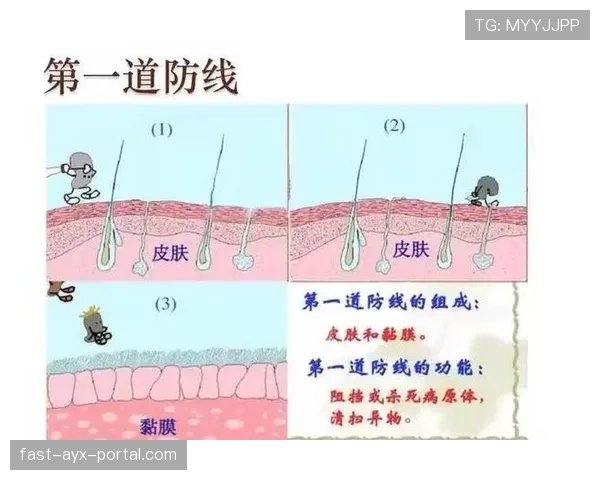 罗德里如何以防线屏障与二次进攻发起点定义现代后腰的双重价值